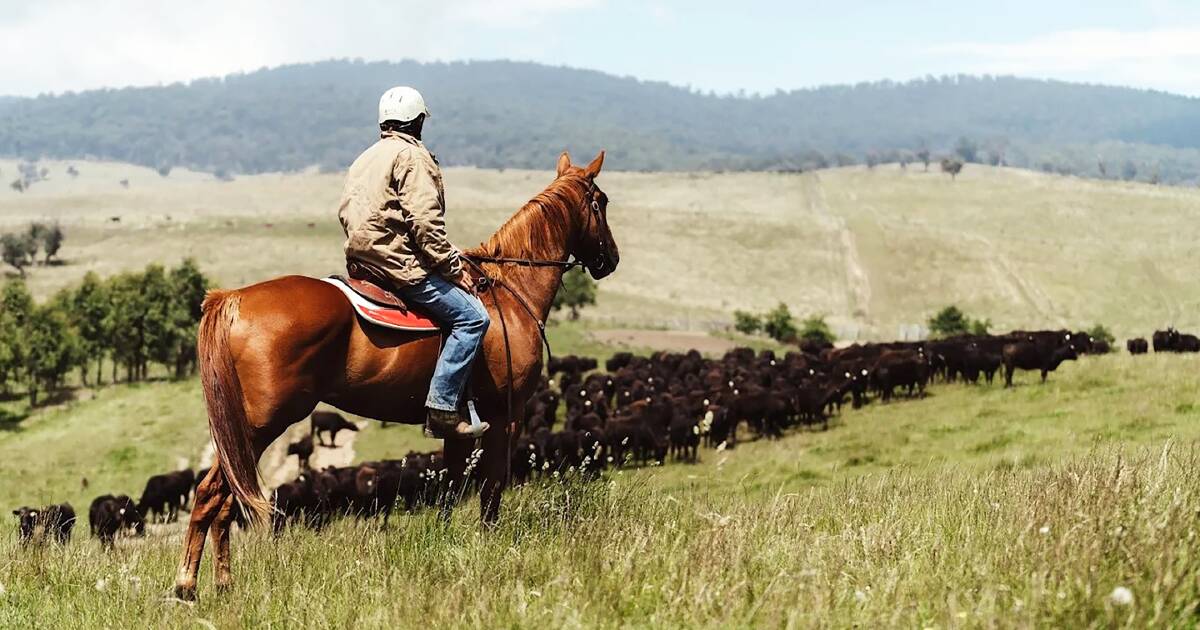 Estações históricas de gado de Cobungra e Rewan vendidas em um gigantesco negócio de fazenda
