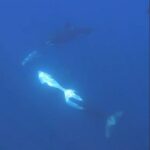 Pesquisadores registraram o momento em que as orcas se chocaram contra um dos maiores peixes do mundo com tanta força que ele explodiu em milhares de pequenos pedaços