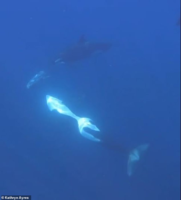 Pesquisadores registraram o momento em que as orcas se chocaram contra um dos maiores peixes do mundo com tanta força que ele explodiu em milhares de pequenos pedaços