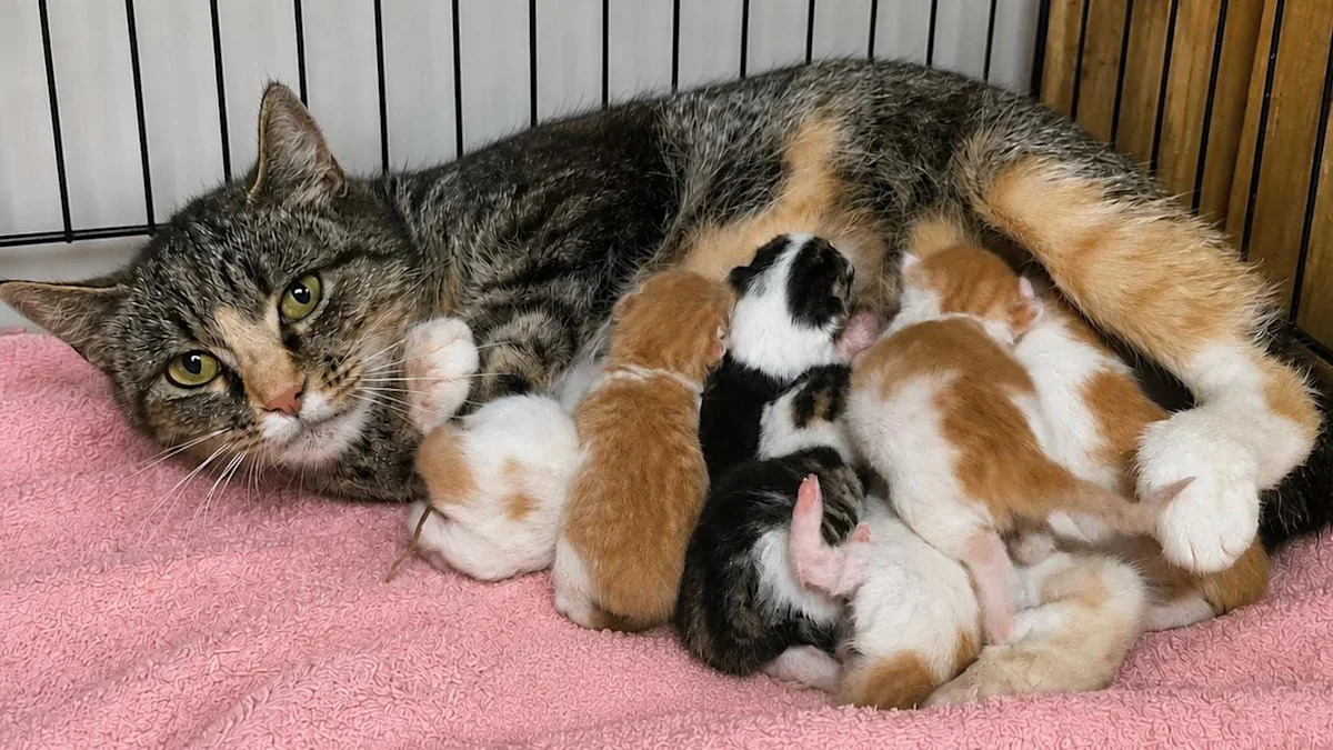 Um gatinho recém-nascido que tem uma doença congênita rara que o leva a ter dois narizes e duas bocas.