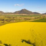 GrainCorp defende argumento 'convincente' para impulso no setor australiano de biocombustíveis