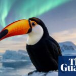 Imagens alteradas em fóruns de observação de aves colocam a pesquisa em risco