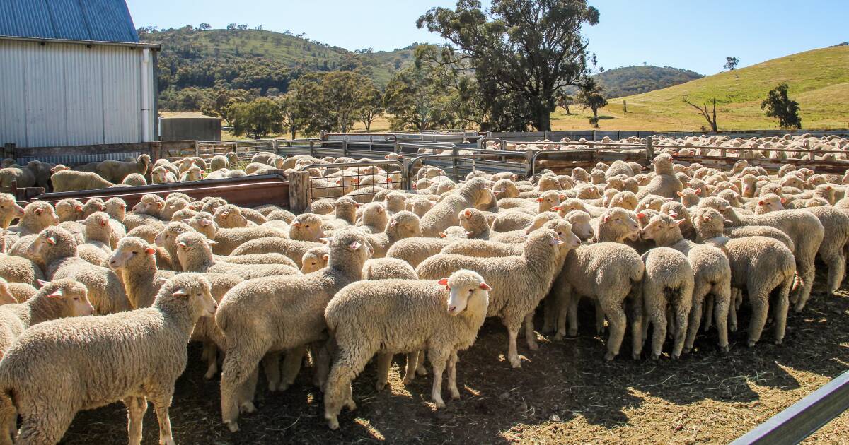 Investigação: Produtores dos EUA afirmam que as importações de cordeiro colocam as fazendas em risco “sério”