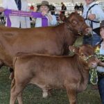 Jovens de WA competirão no cenário nacional em eventos de julgamento e desfile agrícola