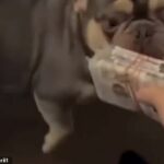 Ladrão albanês deportado duas vezes antes de voltar furtivamente para a Grã-Bretanha ostenta sua riqueza compartilhando um vídeo dele alimentando seus cães com maços de notas