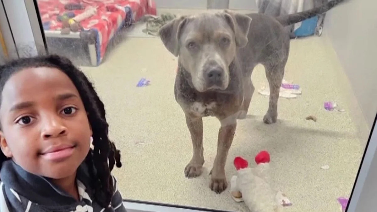 Menino de 11 anos se torna a primeira criança a ler 100 horas para abrigar animais de estimação