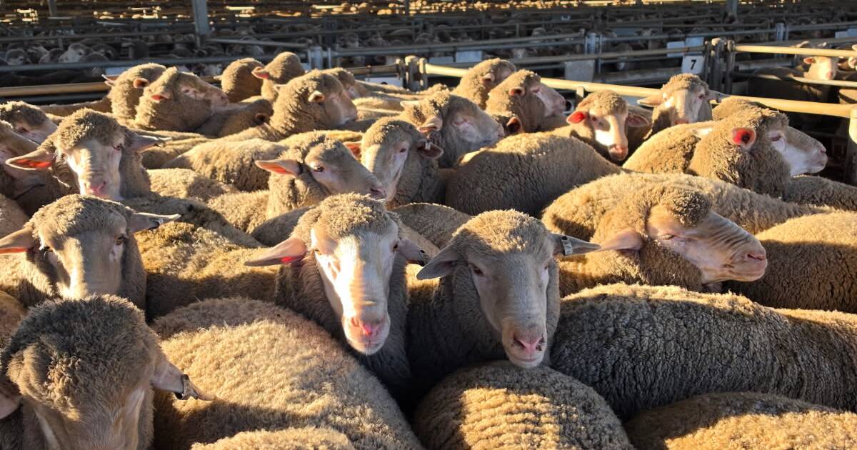 'Não consigo tirar o sorriso do meu rosto': recorde de preço de cordeiro em WA quebrado em Katanning