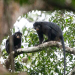 Dois pesquisadores, um segurando um microfone em uma longa haste e outro carregando um dispositivo de gravação, trabalham na densa floresta tropical para capturar o canto do macaco Colobus congoensis.