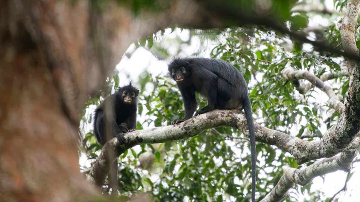 Dois pesquisadores, um segurando um microfone em uma longa haste e outro carregando um dispositivo de gravação, trabalham na densa floresta tropical para capturar o canto do macaco Colobus congoensis.