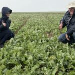 Novas variedades de canola de alto rendimento, novas características e muitos testes em andamento