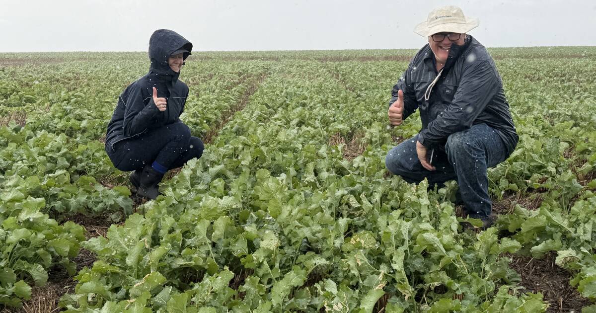 Novas variedades de canola de alto rendimento, novas características e muitos testes em andamento