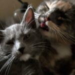 Um gato olha para outro gato