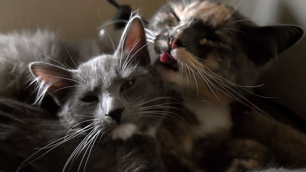 Um gato olha para outro gato