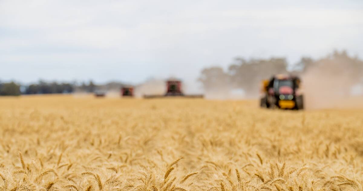 Os preços globais dos grãos disparam, mas os produtores australianos continuaram esperando pelos benefícios