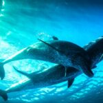 PBS e BBC definem nova série 'Nova' Evolution Science que traça 'The Epic Journey of Life' (EXCLUSIVO)