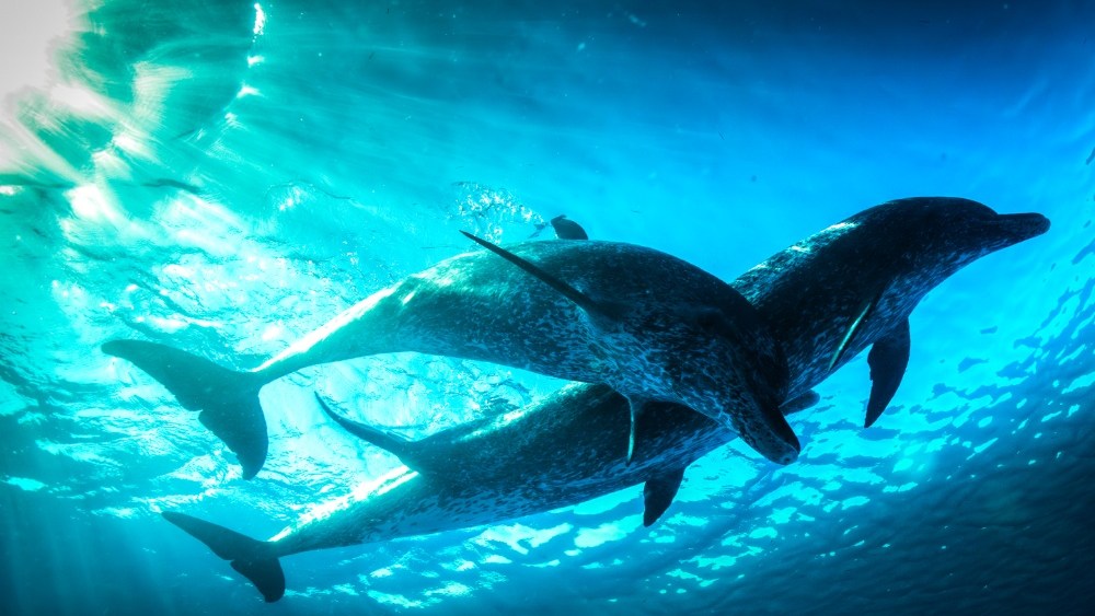 PBS e BBC definem nova série 'Nova' Evolution Science que traça 'The Epic Journey of Life' (EXCLUSIVO)