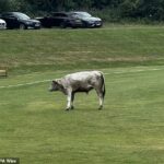 Um touro ‘perigoso’ causou estragos em um clube de críquete perto de Newcastle depois de invadir o campo no meio da partida e atacar os jogadores