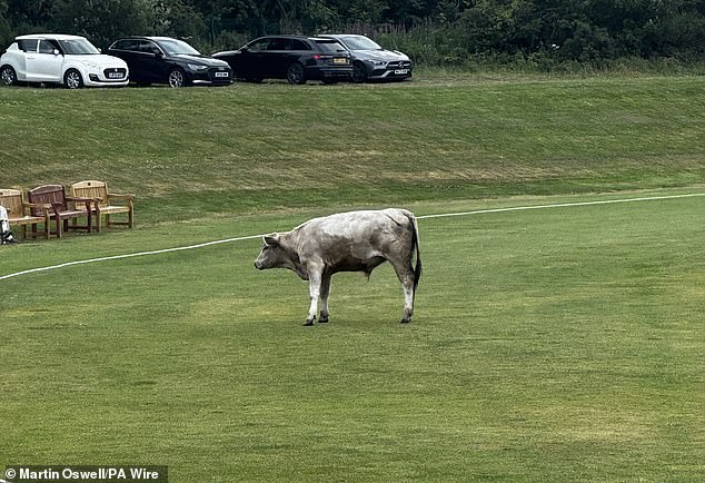Um touro ‘perigoso’ causou estragos em um clube de críquete perto de Newcastle depois de invadir o campo no meio da partida e atacar os jogadores