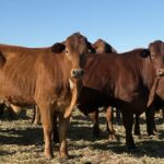 Perto do centro de venda de gado, uma atração adicional desta fazenda Mogumber