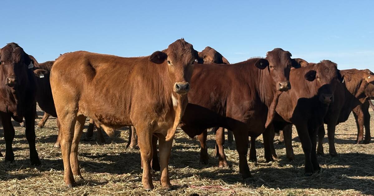 Perto do centro de venda de gado, uma atração adicional desta fazenda Mogumber