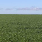 Potencial atual de produção agrícola a caminho de rivalizar com o recorde da colheita de 2025
