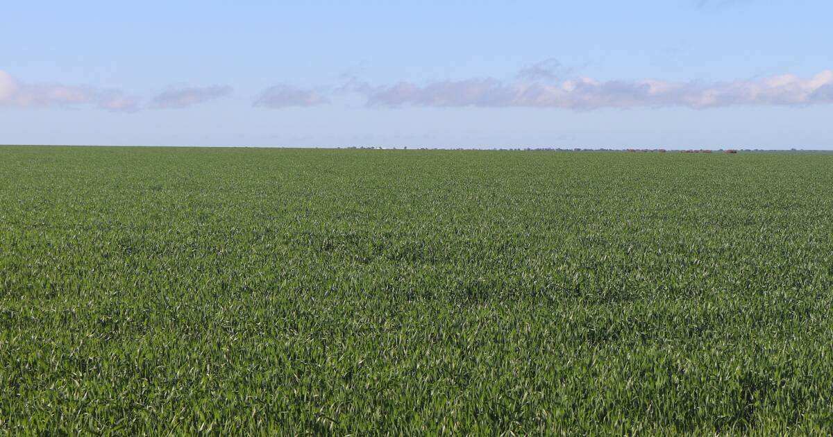 Potencial atual de produção agrícola a caminho de rivalizar com o recorde da colheita de 2025