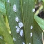 Pragas, doenças agrícolas e alagamentos que afetam os produtores na costa sul