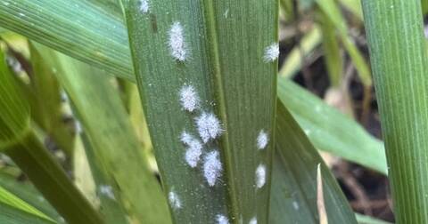 Pragas, doenças agrícolas e alagamentos que afetam os produtores na costa sul