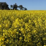 Projeto Esperance visa aumentar a soberania do combustível usando canola cultivada localmente
