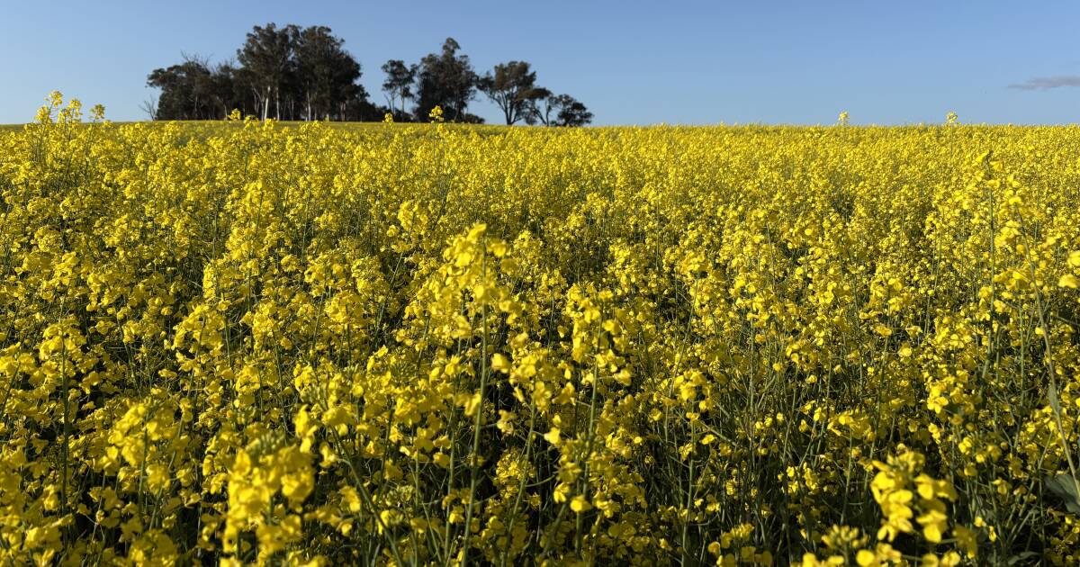 Projeto Esperance visa aumentar a soberania do combustível usando canola cultivada localmente