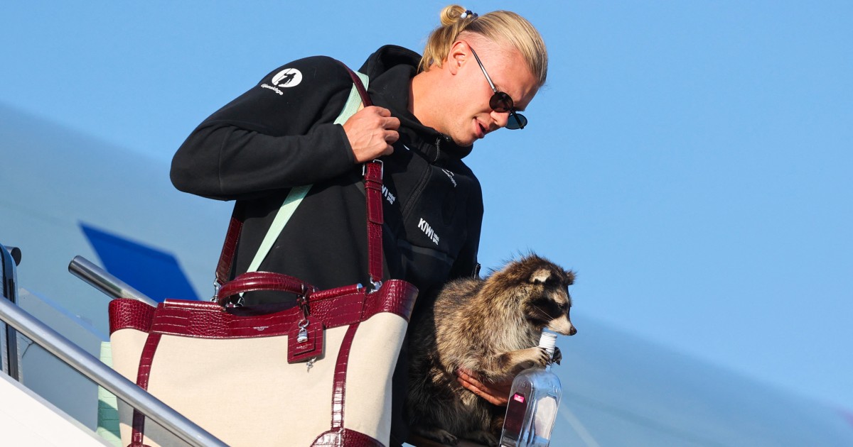 O atacante norueguês Erling Haaland carrega um guaxinim taxidermizado ao sair do avião depois que a seleção norueguesa de futebol pousou no aeroporto Gardermoen, em Oslo, em 13 de julho de 2026.