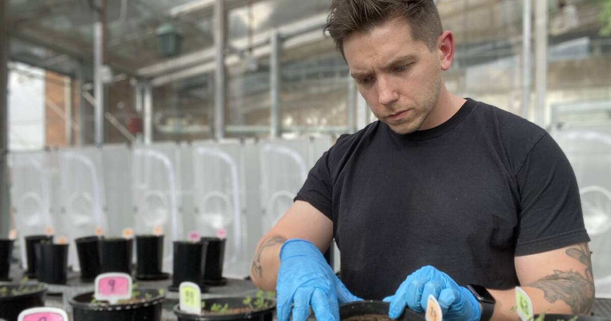 Uma melhor compreensão dos fungos pode ajudar a reduzir a fertilidade dos agricultores australianos e as contas de pulverização