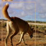 ‘Uma ameaça direta’: preocupações culturais impedem a isca de cães selvagens nas reservas da WA