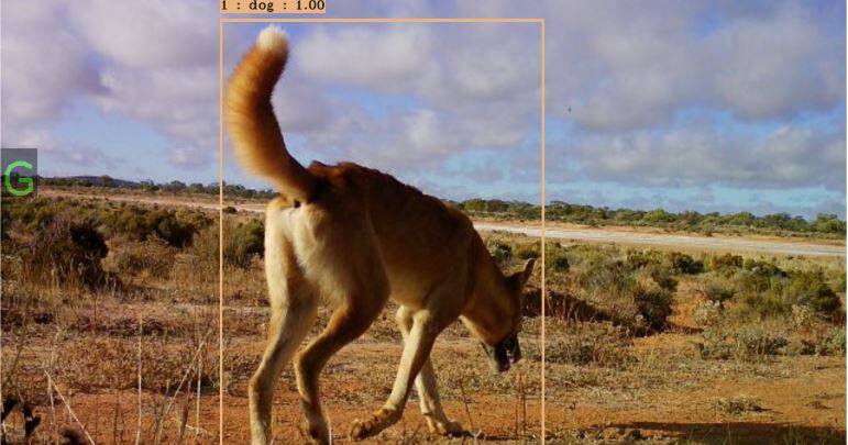 ‘Uma ameaça direta’: preocupações culturais impedem a isca de cães selvagens nas reservas da WA